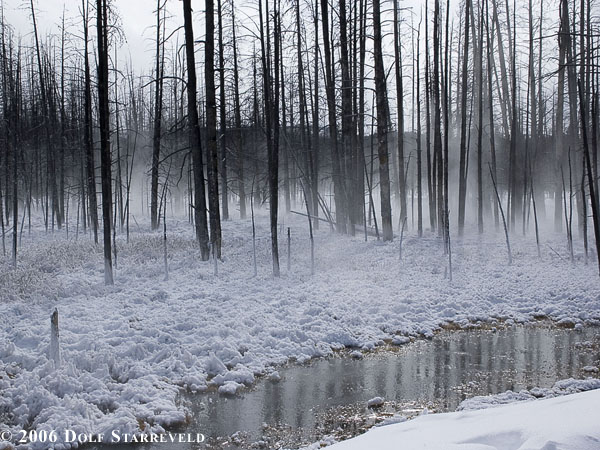 Trees in the mist: Yellowstone National Park, near Midway Basin